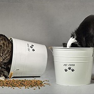 Imagem do produto Comida e acessórios para o seu animal de estimação 3