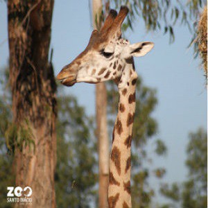 Imagem do produto O maior  Zoo do norte do país 1
