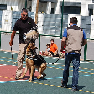 Imagem do produto Centro de Instrução Canina, na Aroeira 2