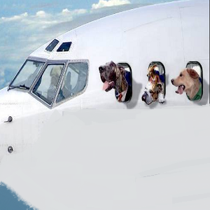 Imagem do produto Soluções logísticas de transporte para o seu animal de estimação 1