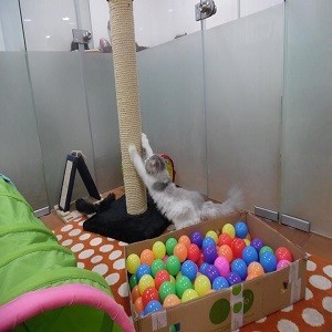 Imagem do produto Alojamento e serviços para o Pet 1