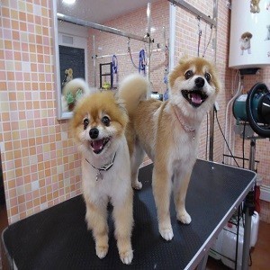 Imagem do produto Alojamento e serviços para o Pet 3