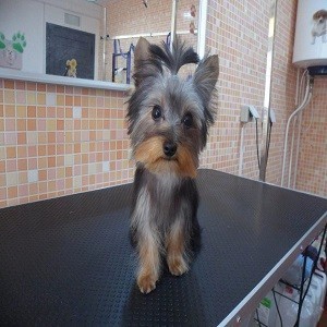 Imagem do produto Alojamento e serviços para o Pet 4