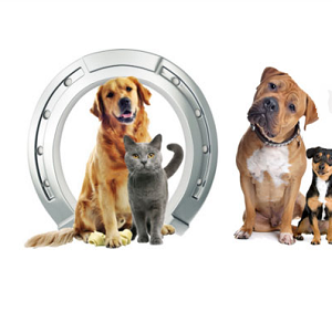 Imagem do produto Em Coimbra, o seu veterinário de família. 1