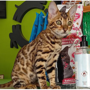 Imagem do produto Garantimos que os seus animais estão em boas mãos. 4