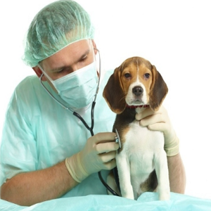 Imagem do produto Clínica Veterinária 1