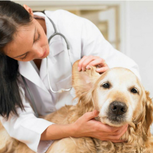 Imagem do produto Mais de 50 clínicas veterinárias em Portugal 1
