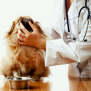 Imagem do produto Mais de 50 clínicas veterinárias em Portugal 2