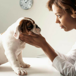 Imagem do produto Mais de 50 clínicas veterinárias em Portugal 4