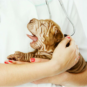 Imagem do produto Mais de 50 clínicas veterinárias em Portugal 5