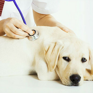 Imagem do produto Mais de 50 clínicas veterinárias em Portugal 6