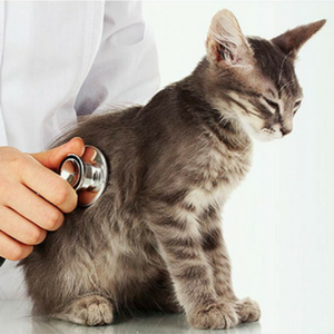 Imagem do produto Mais de 50 clínicas veterinárias em Portugal 7