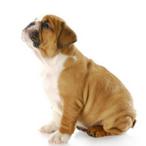 Imagem do produto Mais de 50 clínicas veterinárias em Portugal 8