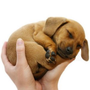 Imagem do produto Mais de 50 clínicas veterinárias em Portugal 9