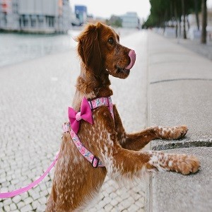 Imagem do produto Moda e acessórios para o Pet 3