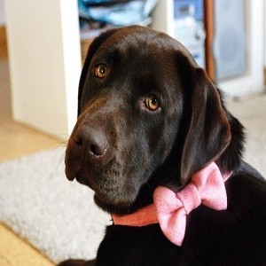 Imagem do produto Moda e acessórios para o Pet 5