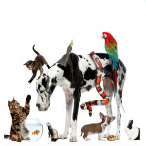 Imagem do produto Instituto do Animal 2