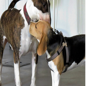 Imagem do produto Instituto do Animal 3