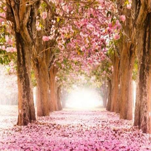 Imagem do produto Oporto Flowers 2