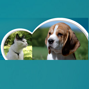Imagem do produto Clínica Veterinária de Algueirão 1