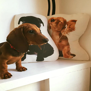 Imagem do produto Clínica Veterinária em Loures 1