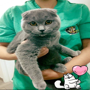 Imagem do produto Clínica Veterinária em Loures 2