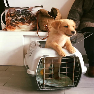 Imagem do produto Clínica Veterinária em Loures 4