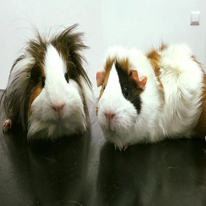 Imagem do produto Clínica Veterinária em Loures 5
