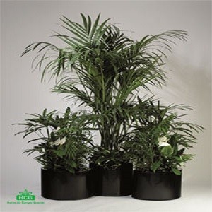 Imagem do produto Horto do Campo Grande - Centros de Jardinagem 3