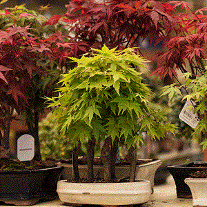 Imagem do produto Horto do Campo Grande - Centros de Jardinagem 4