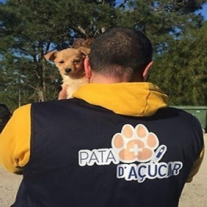 Imagem do produto Cães que detectam crises de hipoglicémia 2