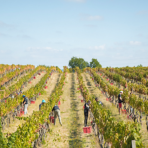 Imagem do produto Produção e comercialização de vinhos 2