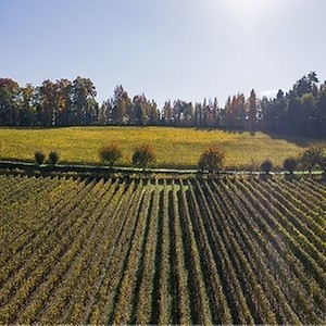Imagem do produto Quinta da Aveleda 9