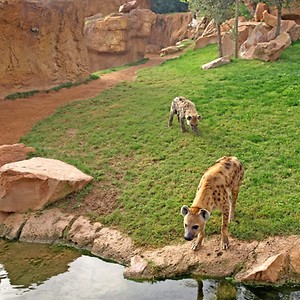 Imagen del producto Disfruta de la cercan&iacute;a de los animales en Bioparc Valencia 2