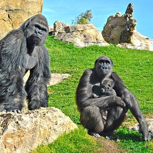 Imagen del producto Disfruta de la cercan&iacute;a de los animales en Bioparc Valencia 3