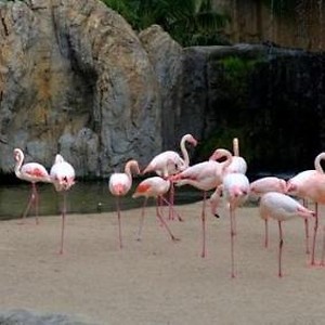Imagen del producto Disfruta de la cercan&iacute;a de los animales en Bioparc Valencia 4