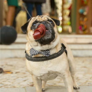 Imagem do produto Proporcionamos felicidade e bem-estar a todos os animais de estimação 3