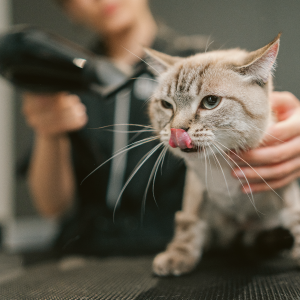 Imagem do produto Proporcionamos felicidade e bem-estar a todos os animais de estimação 5