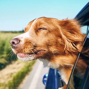Imagem do produto Conduza o seu carro preferido a partir de 299€/mês 8
