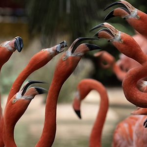 Imagem do produto Diversão na companhia dos animais 3
