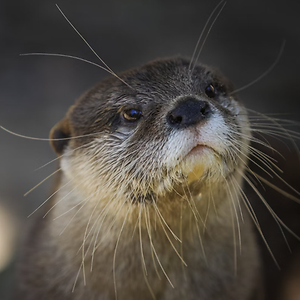 Imagem do produto Diversão na companhia dos animais 4