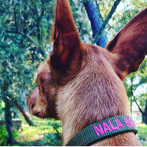 Imagem do produto Crazy About Animals Serious about DOGs 2