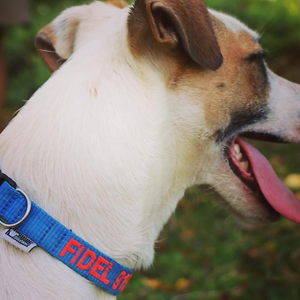 Imagem do produto Crazy About Animals Serious about DOGs 3