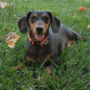 Imagem do produto Crazy About Animals Serious about DOGs 5