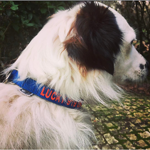 Imagem do produto Crazy About Animals Serious about DOGs 7