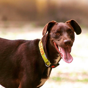 Imagem do produto Crazy About Animals Serious about DOGs 8