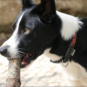 Imagem do produto Crazy About Animals Serious about DOGs 9