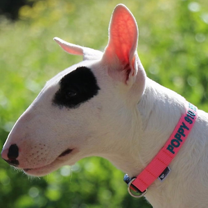 Imagem do produto Crazy About Animals Serious about DOGs 11