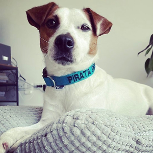 Imagem do produto Crazy About Animals Serious about DOGs 12