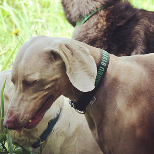 Imagem do produto Crazy About Animals Serious about DOGs 13